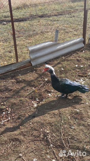 Мускусные утки