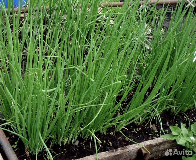 Иссоп, душица, мята, мелиса лук многолетний