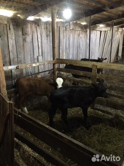 Телята подсосные