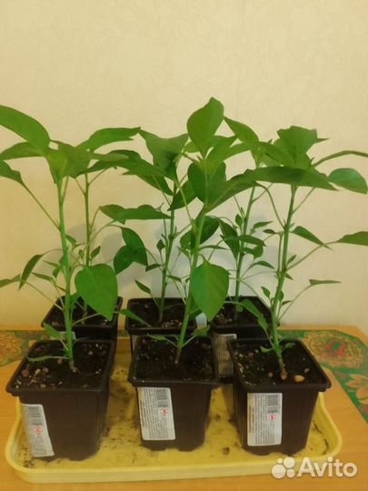 Рассада горького перца