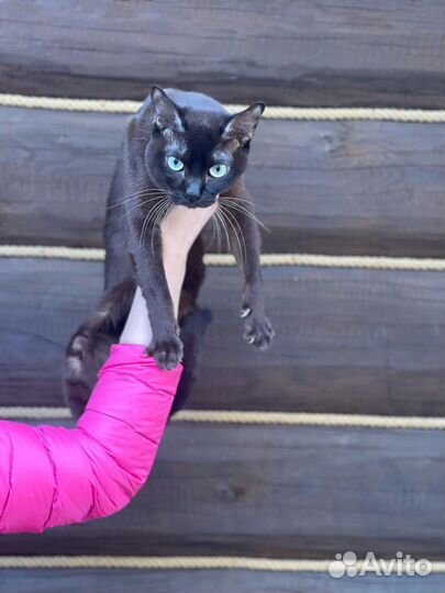 Шикарный котик бурма 1 год