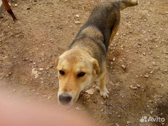 Собака бесплатно