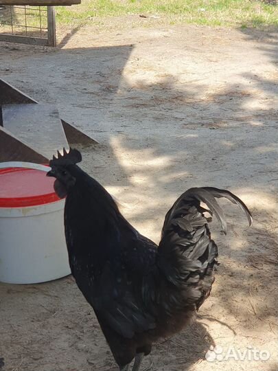 Петух Ухейилюй