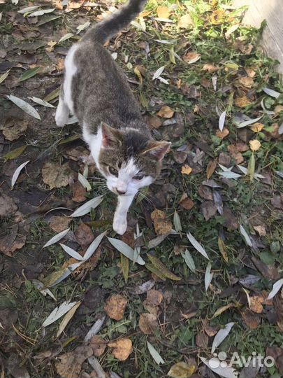 Кот в добрые руки