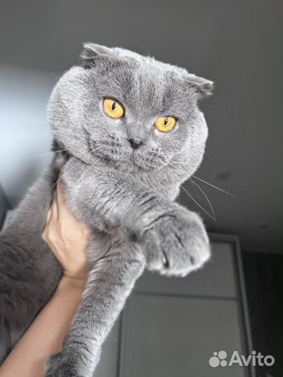 Шотландский вислоухий кот на вязку