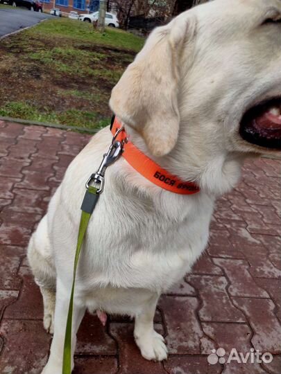 Ошейник для собак из биотана