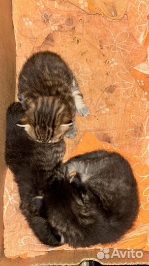 Котята в добрые руки даром