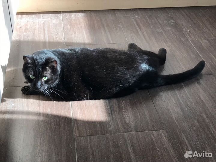 Отдам кота в добрые руки