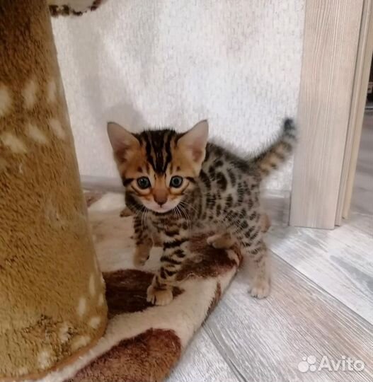 Бенгальские котята