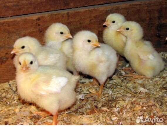 Росс-308 бройлер