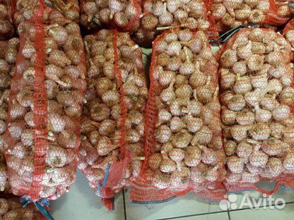 Чеснок посадочный, товарный