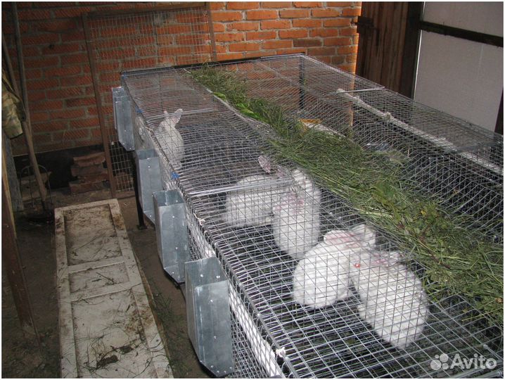 Кролики Паннон. Самцы и самки. Бодеевка