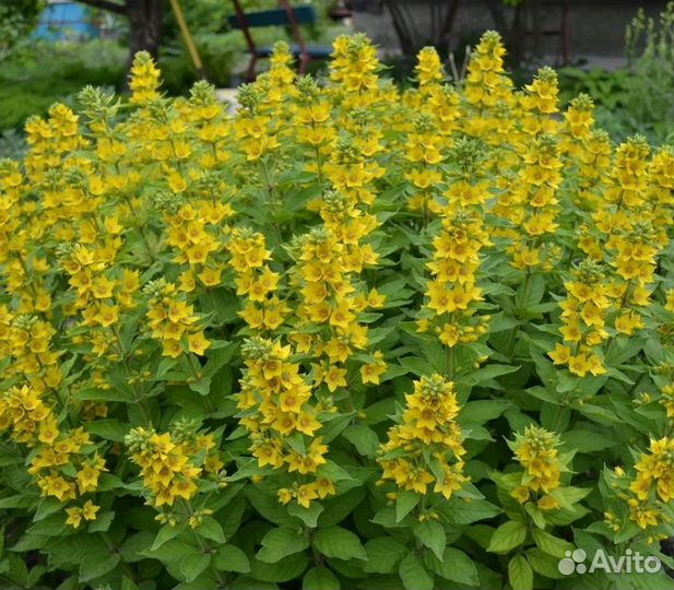 Вербейник точечный