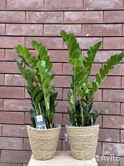 Замиокулькас emerald