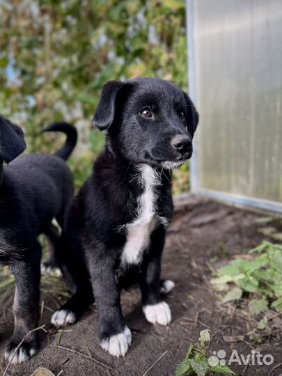 Собака в добрые руки бесплатно