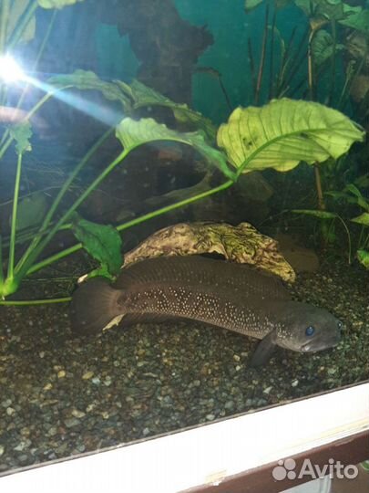 Змееголовы