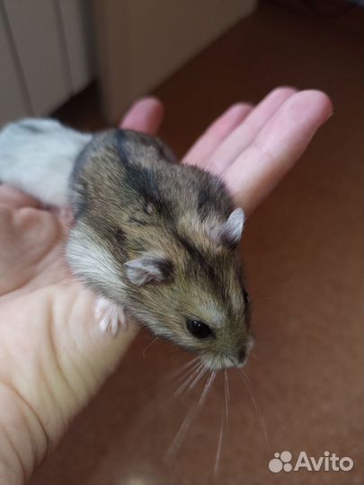 Джунгарский хомяк