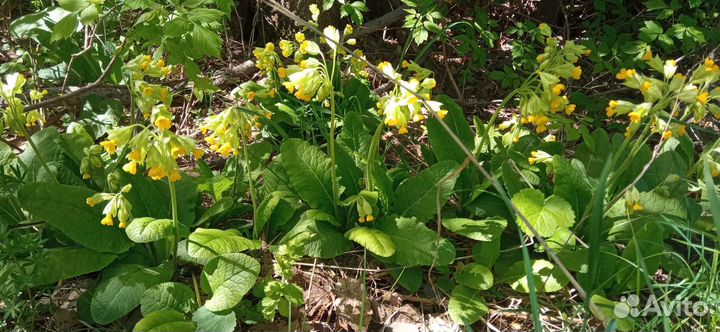Облепиха, многолетние цветы