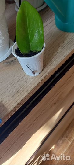 Замиокулькас