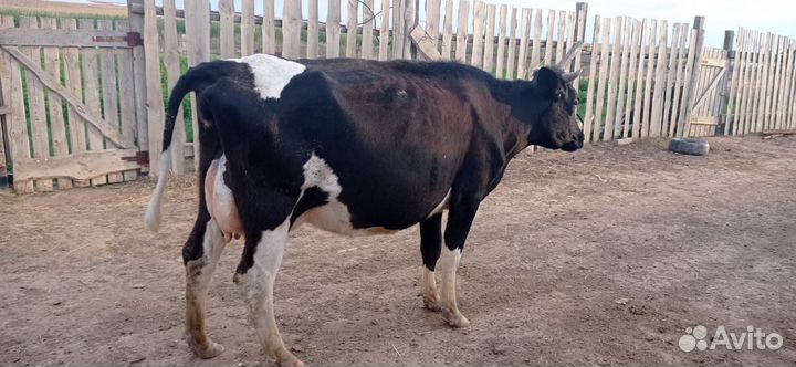 Коровы с телятами