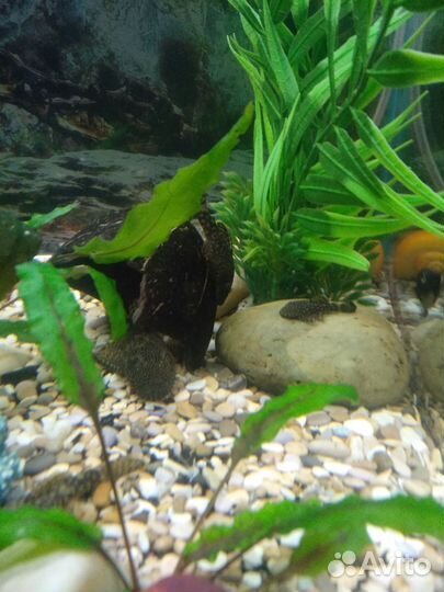 Анциструс, сом прилипала