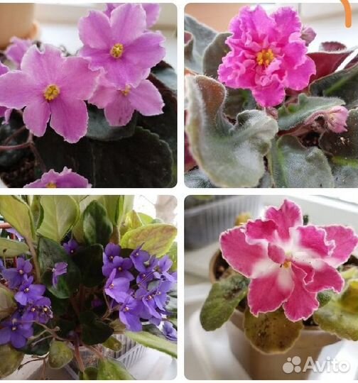 Фиалки цветущие в горшке