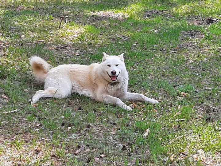 Собака бесплатно в добрые руки
