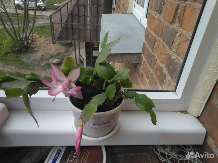 Декабрист шлюмбергера