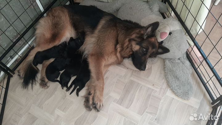 Щенки немецкой овчарки