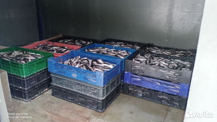 Ряпушка свежая Онежская незамороженая