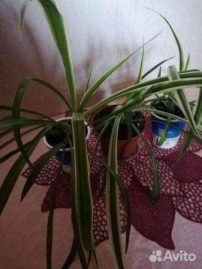 Комнатные цветы