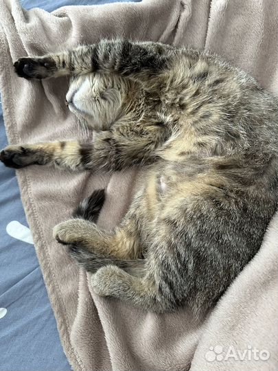 Кошечка ищет дом