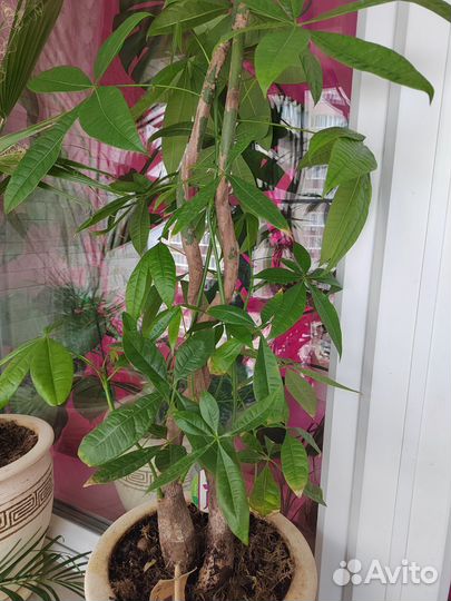 Пахира акватика