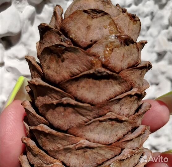 Шишка Сибирская кедровая, набор 3 шт