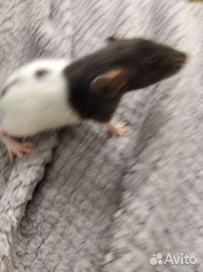 Декоративная крыска мальчик