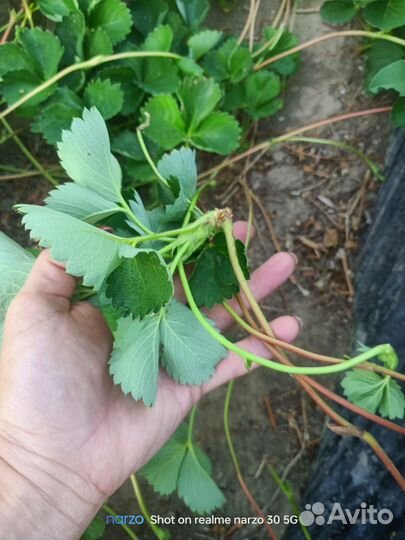 Рассада клубники клери