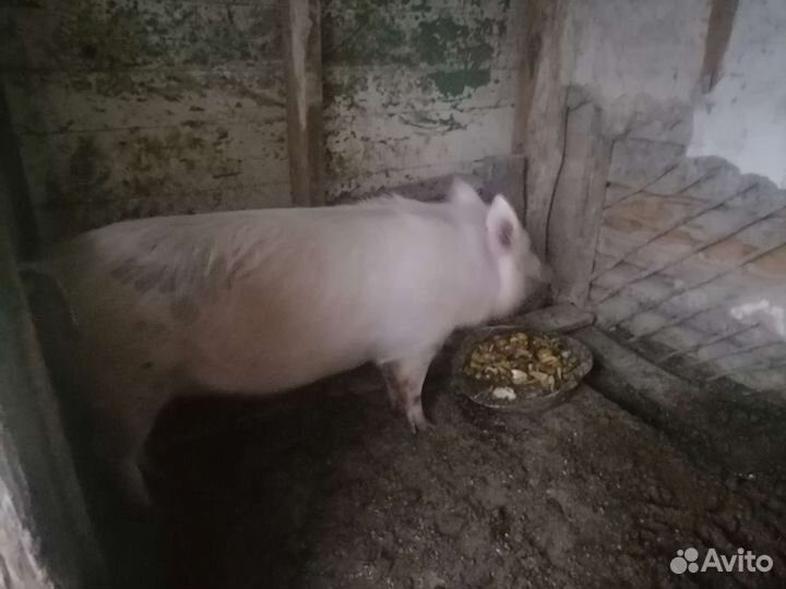 Свинка домашняя