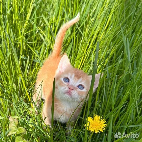 Британские котята