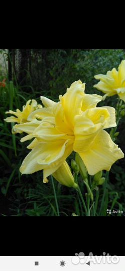 Сортовые лилейники