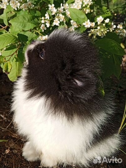 Померанский шпиц мини