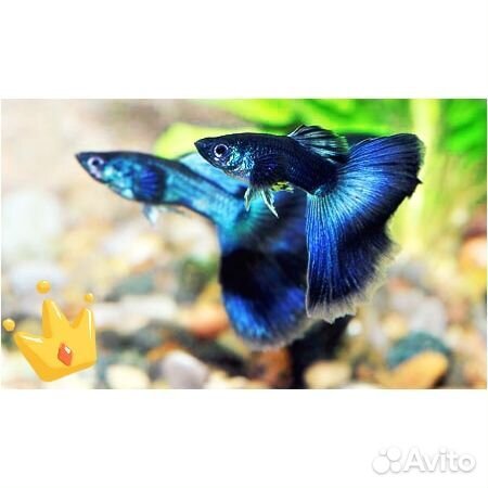 Аквариумные рыбки, растения,креветки, мох, корм