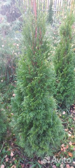 Туя Смарагд