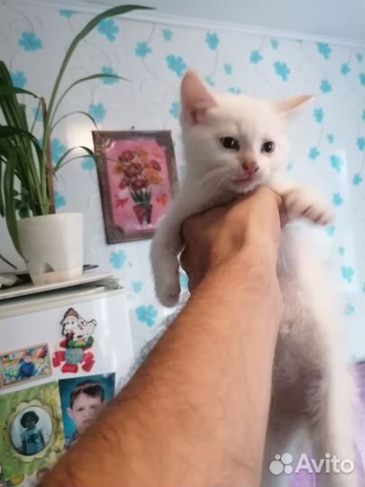 Коты в добрые руки