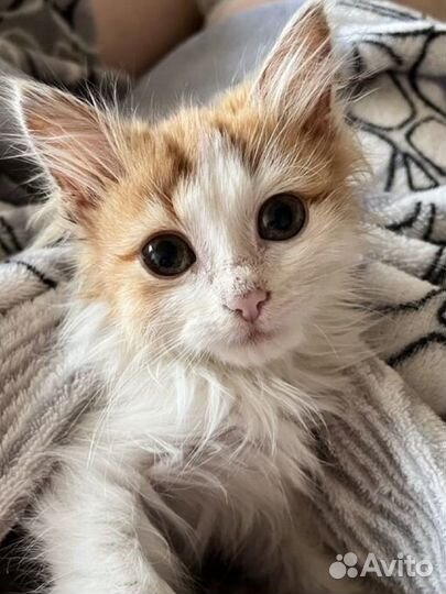 Котик ищет дом