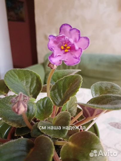 Цветущие фиалки