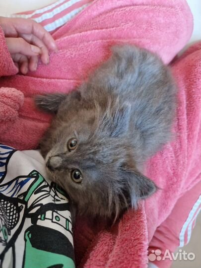 Котенок мальчик 2 месяца