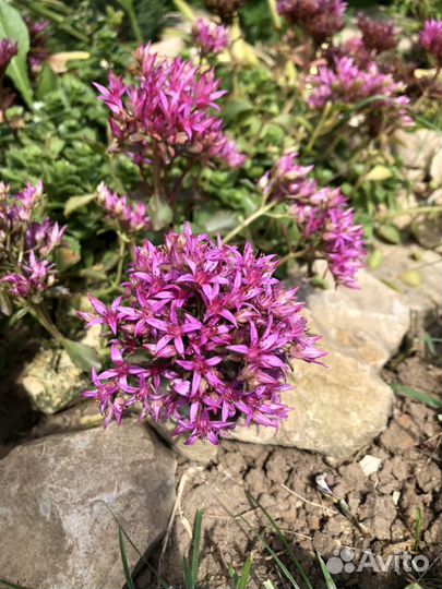 Очитки, почвопокровные