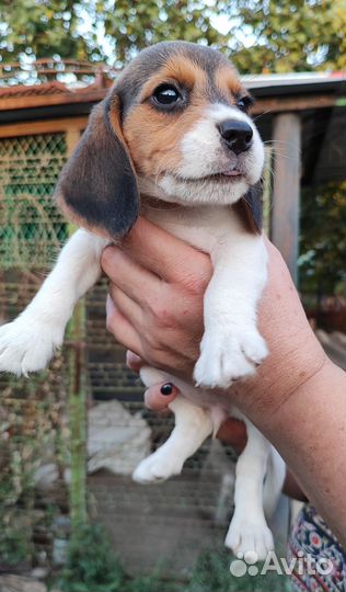 Щенки Бигль