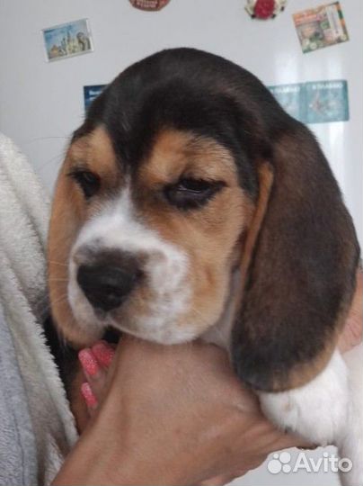 Щенки бигль