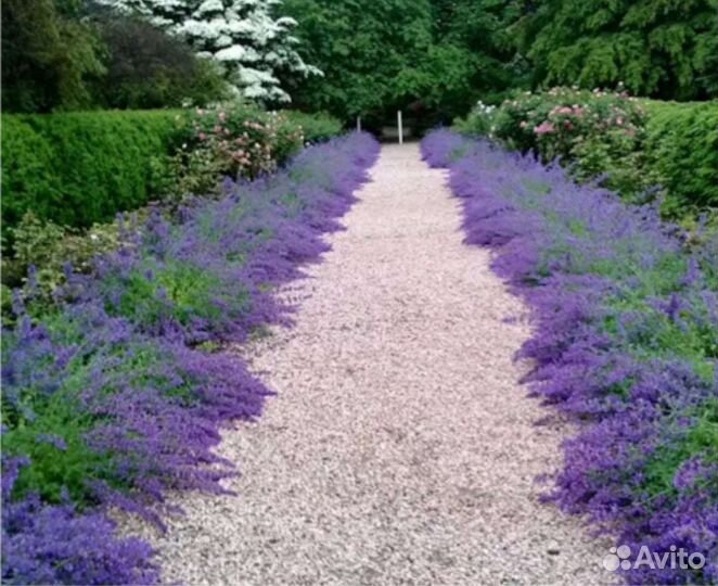 Котовник фассена